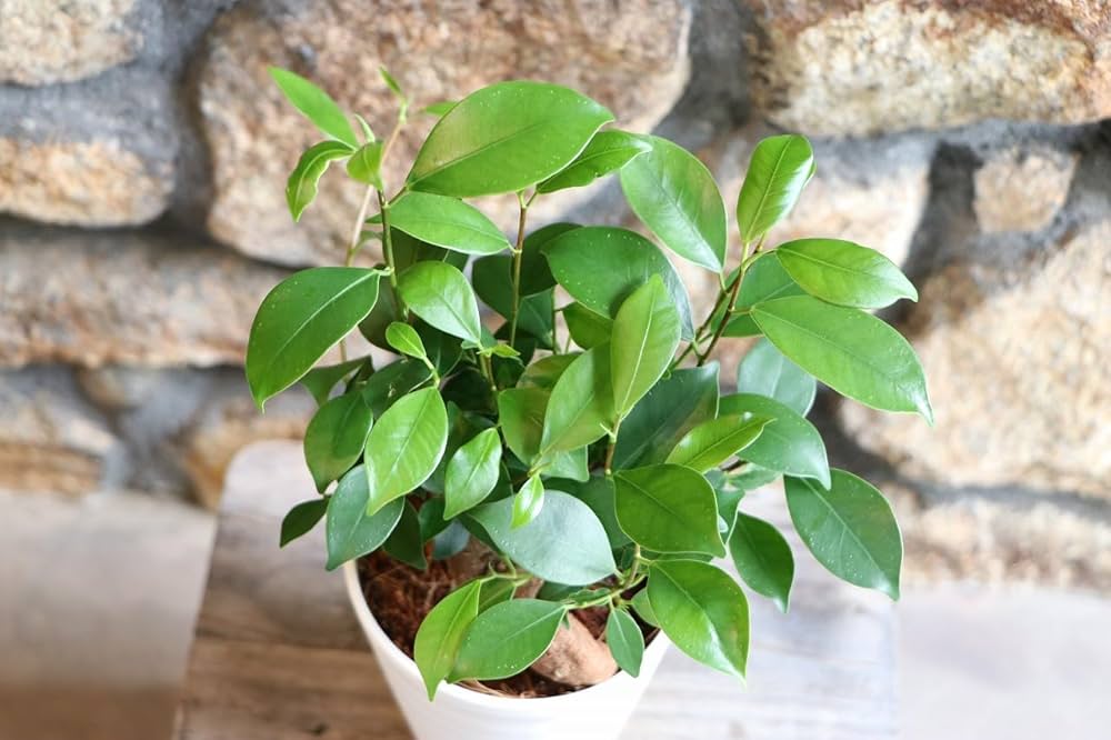 ガジュマル 美株 現品 鉢植え Amazon.co.jp: ガジュマル 3.5〜4号鉢 3株セット 観葉植物 寄せ